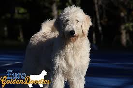 The english teddybear goldendoodle is a hybrid dog generated by crossbreeding a poodle with an english golden retriever. Information About The English Teddybear Goldendoodle Breed