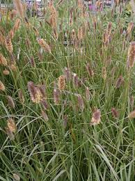 Most effective when mass planted, but. Pennisetum Massaicum Red Bunny Tails Lampenputzergras Gunstig Kaufen