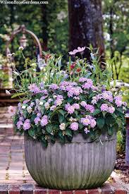 Image result for Lantana