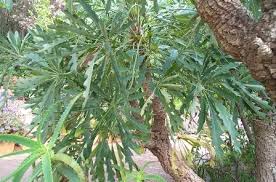 Image result for Cussonia natalensis