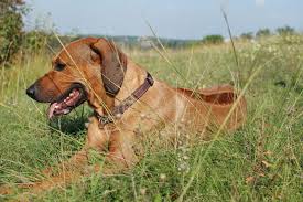 Image result for rhodéský ridgeback