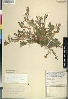 Image result for Hermannia quartiniana