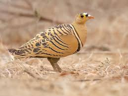 Image result for Pterodiscus angustifolius