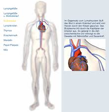 Anatomie und pathophysiologie 3 lymphsystem das lymphatische system setzt sich zusammen aus den. Lymphsystem Multimedia Planet Schule
