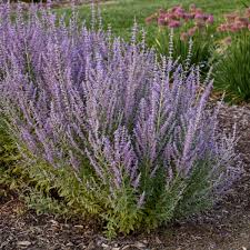 Check spelling or type a new query. Perovskia Atriplicifolia Sage Advice Ppaf Cpbraf Walters Gardens Inc