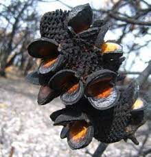 Tag Traits Australian Plants Australian Native Plants Annual Plants