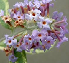 Image result for Buddleja pulchella
