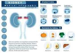 No authors listed effects of dietary protein restriction on the progression of moderate renal disease in the modification of diet in renal disease study. Nutrition In Kidney Disease
