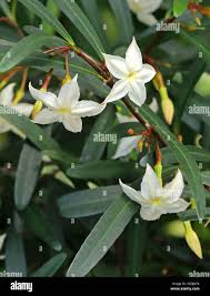 Image result for Mascarenhasia