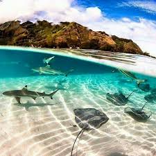 Maybe you would like to learn more about one of these? Manta Point Komodo Island Komodo National Park Flores Ntt Indonesia C Tardas Nainggolan Komodo National Park Komodo Island National Parks