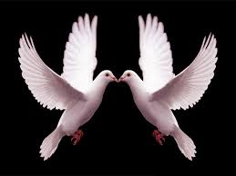 Pigeons Love Wallpapers Wallpaper Cave Free for commercial use ✓ no attribution required ✓ download. pigeons love wallpapers wallpaper cave