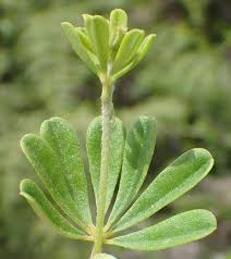 Image result for Indigofera filipes