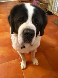 Black And White St Bernard Puppy Yees I M Talking To You St Bernard St Bernard Puppy Saint Bernard