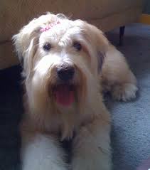 A Long Haired Tan With Black Soft Coated Wheaten Terrier Dog Is Wearing A Pink Ribbon Over Its Soft Coated Wheaten Terrier Dog Breeds Pictures Wheaten Terrier