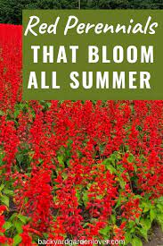 This type of plant is known for growing and blooming over spring and summer. 27 Stunning Perennials That Bloom All Summer Red Perennials Red Flowers Garden Flowers Perennials