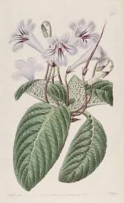 Image result for Streptocarpus hirticapsa