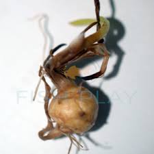 Image result for Ranalisma