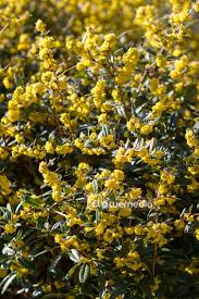 Image result for Berberis julianae