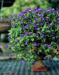 Image result for Torenia thouarsii