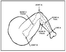 Which bone of the leg/shank is lateral and smaller always? Chicken Leg Dissection Science Biology Life Science Anatomy And Physiology