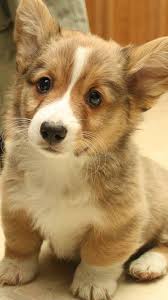 Power Ranking The Cutest Dog Breeds As Puppies Sevimli Kopek Yavrulari Hayvanlar Yavru Kopek