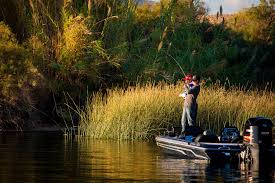 Alamo lake, managed by arizona state parks, is one of the best bass lakes in arizona. Pin On Arizona Wildlife
