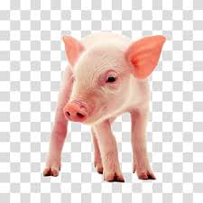 Find petting zoo in canada | visit kijiji classifieds to buy, sell, or trade almost anything! Miniature Cattle Transparent Background Png Cliparts Free Download Hiclipart