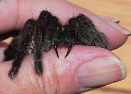 We collected up to 38 ads from hundreds of classified sites for you! Are Tarantula Bites Dangerous Pethelpful By Fellow Animal Lovers And Experts