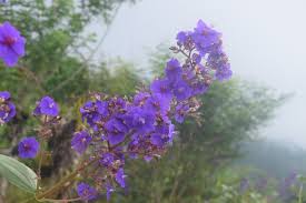 Image result for Pavetta sp. F