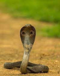 The Indian Cobra Naja Naja Also Known As The Spectacled Cobra Asian Cobra Or Binocellate Cobra Seen At Asola Bha Indian Cobra King Cobra Snake Cobra Snake