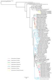 Image result for Keetia gueinzii