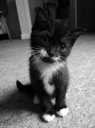 Black And White Tuxedo Cats Mustache Kitten With A Tuxedo Kittens Kittens Cutest Cute Animals