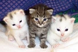 Perbedaan Kucing Anggora Dan Persia Harga Kucing Anggora Dan Persia Medium Makanan Kucing Anggora Cara Merawat Kuci Anak Kucing Gemas Binatang Lucu Kucing Lucu