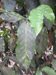 Image result for sooty mould