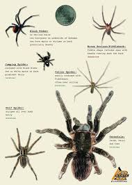 Black spiders with white spots are often jumping spiders. Osu Offers Spider Identification Tips Spider Identification Spider Identification Chart Insect Identification
