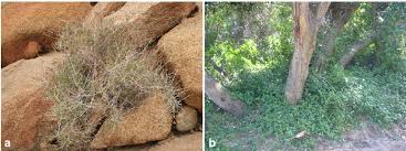 Image result for Commicarpus pilosus