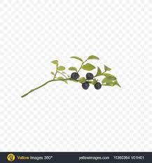 Tree branch covered by snow, snowflake winter. Download Branch With Blueberries Transparent Png On Yellow Images