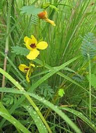 Image result for Chamaecrista paralias