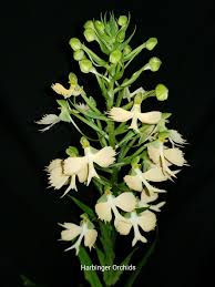 Image result for Habenaria harmsiana
