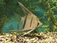 Choose The Right Location For Your Home Saltwater Aquarium Aquarium Fish Betta Fish Care Saltwater Aquarium