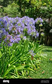 Image result for Agapanthus praecox