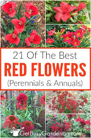 Beautiful climbing red roses, intertwined with a wrought iron gate. 21 Of The Best Red Flowers Perennials Annuals Get Busy Gardening