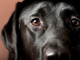 In younger dogs, canine epilepsy is the most common cause. What To Do If Your Dog Has A Seizure Petfinder