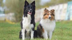 Border Collie Vs Sheltie Differences Similarities