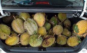 Bau tersebut boleh dihilangkan oleh aroma daun pandan tersebut. 5 Cara Hilangkan Bau Durian Dalam Kereta Salaam