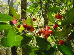 Image result for Celastraceae