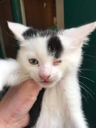 Susan lives with her 7 adopted children. All of them have disabilities of  some kind and their current two-story home was completely unsuitable for  the girls' special needs...