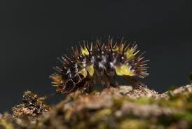 Image result for Callilepis laureola