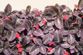 How To Grow Episcia Indoor Plant Care Plant Hardiness Zone Plants