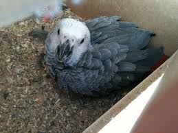 Entrez votre adresse email pour recevoir des alertes aussitôt que nous trouverons nouvelles annonces pour perroquet à vendre. Perroquet Gris Du Gabon 2012 A Vendre Une Passion Les Oiseaux